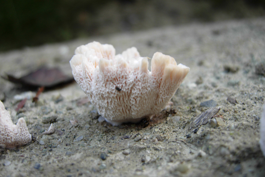 Che funghi saranno?